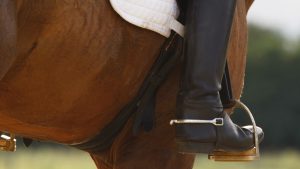 FEI dressage spurs