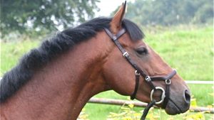 The sport horse stallion Jackaroo, pictured, has died aged 16