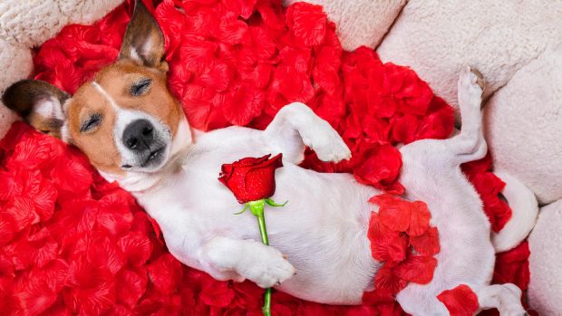 Dog lying in bed of roses: How to get rid of dog smell