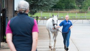 A new drug trial has shown benefits in the treatment of osteoarthritis in horses say researchers