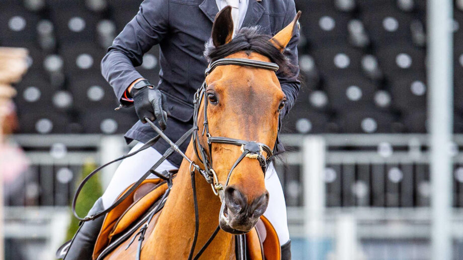 Close up of horse wearing a grackle bridle during showjumping competition