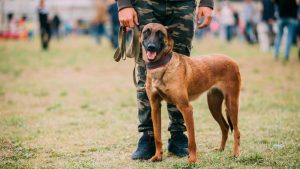 Belgian Malinois working dog