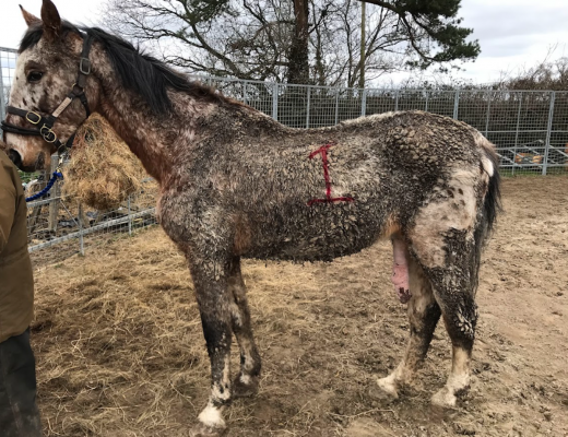 Stallion struggling with prolapsed penis needed to be put down instantly
