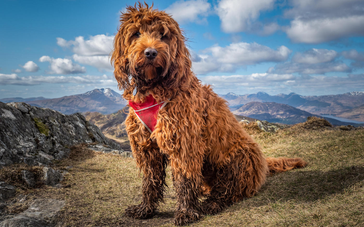 Cockapoo dog in the Highlands of Scotland