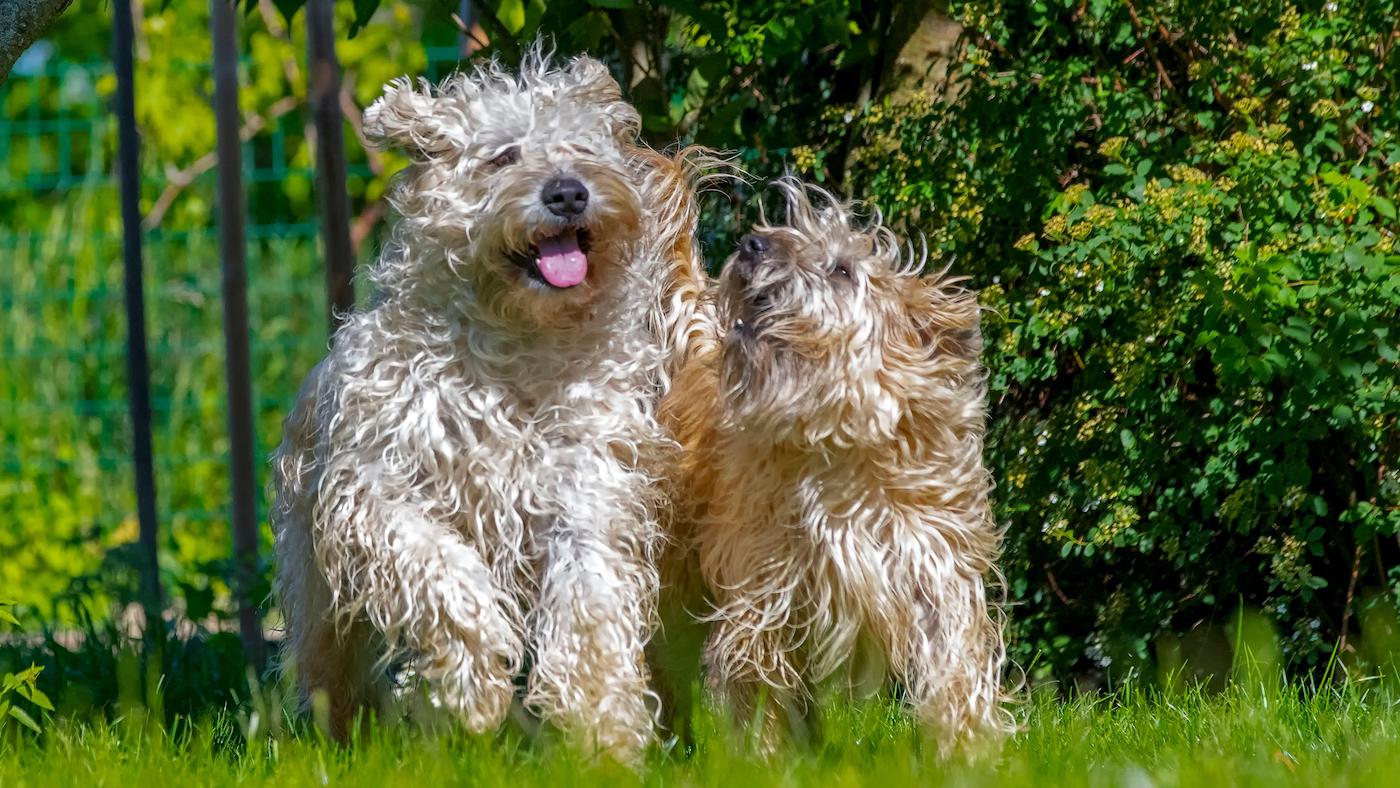 Soft coated wheaten terrier
