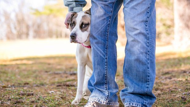 Dog with anxiety hiding behind owner