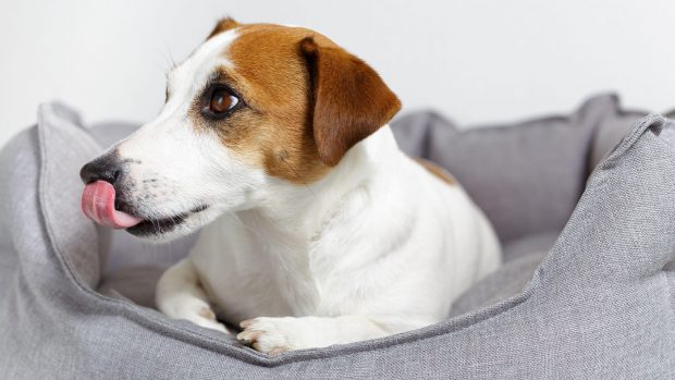 Jack Russell dog licking his nose rather than licking a wound