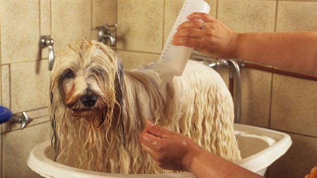 Best dog shampoo for smell: Tibetan terrier being bathed