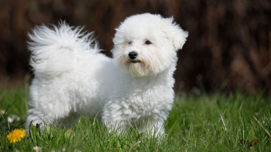 Dog breeds that don’t shed: so-called “hypoallergenic dogs”