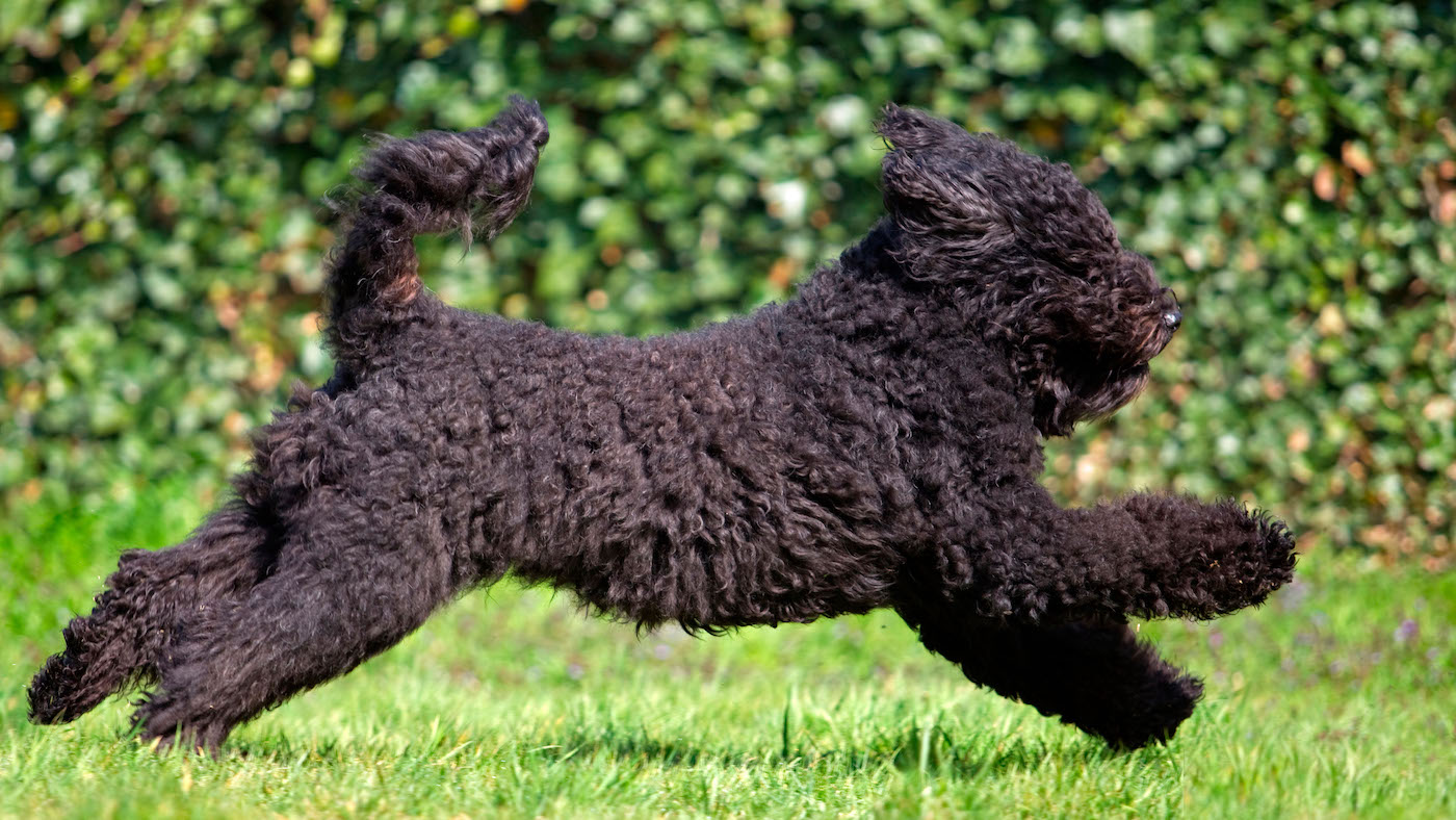 Barbet French water dog: one of the dog breeds that don't shed