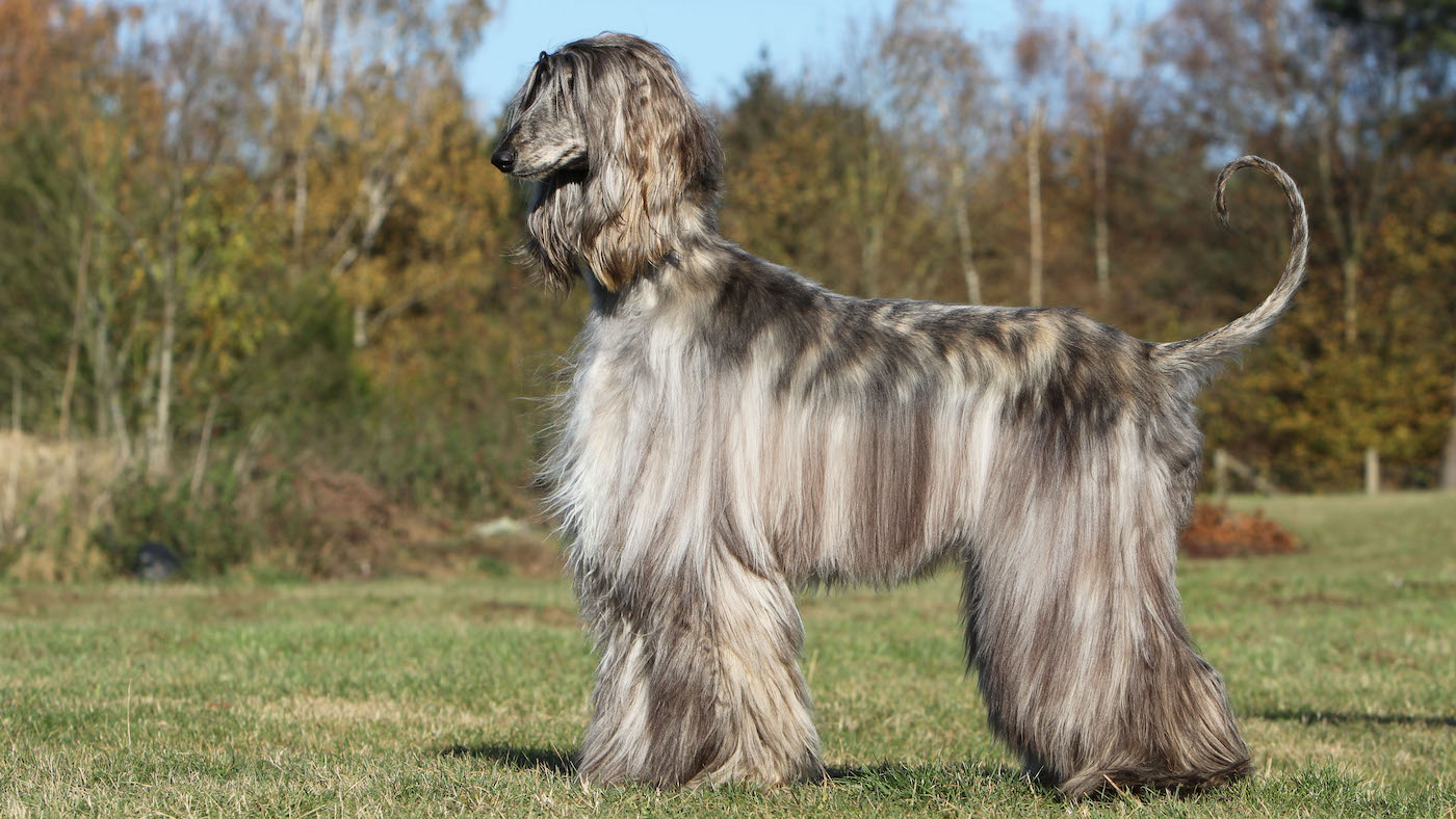 Afghan hound