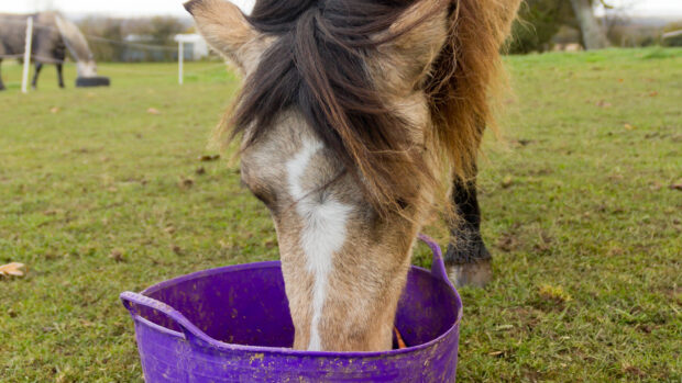 Horse eating from purple bucket containing feed with a gut balancer