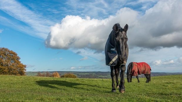 Horses in field wearing lightweight turnout rugs