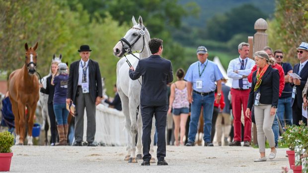 European Eventing Championships first trot-up