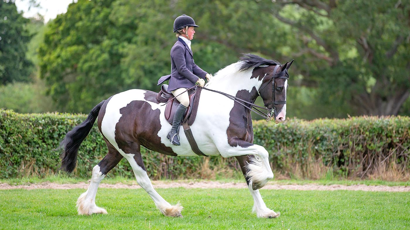 Colored vanner mare Orcaber Bluebell is certain for HOYS