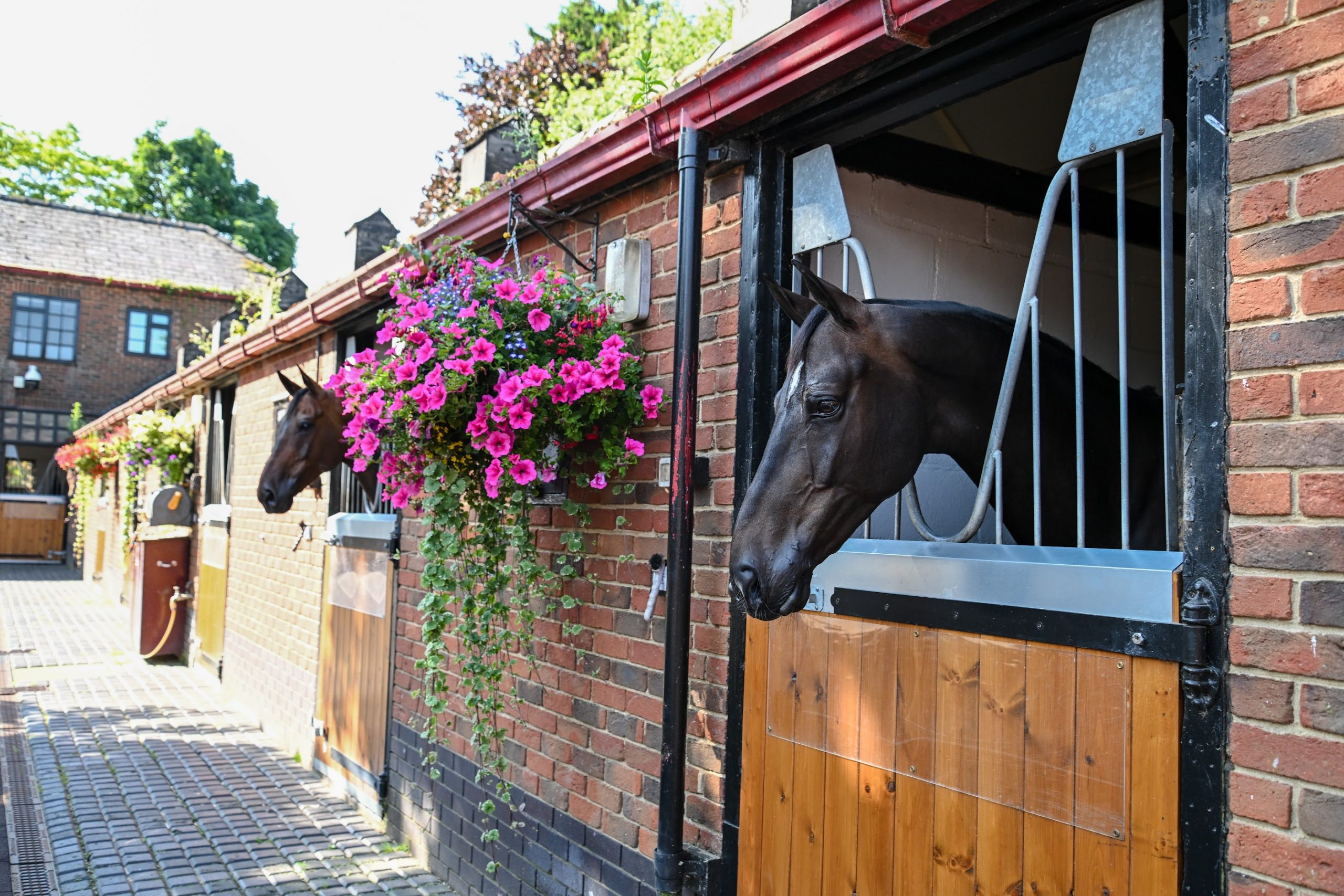 IMPERIAL HBF and MEDOC DE TOXANDRIA at Tim Gredley's stables