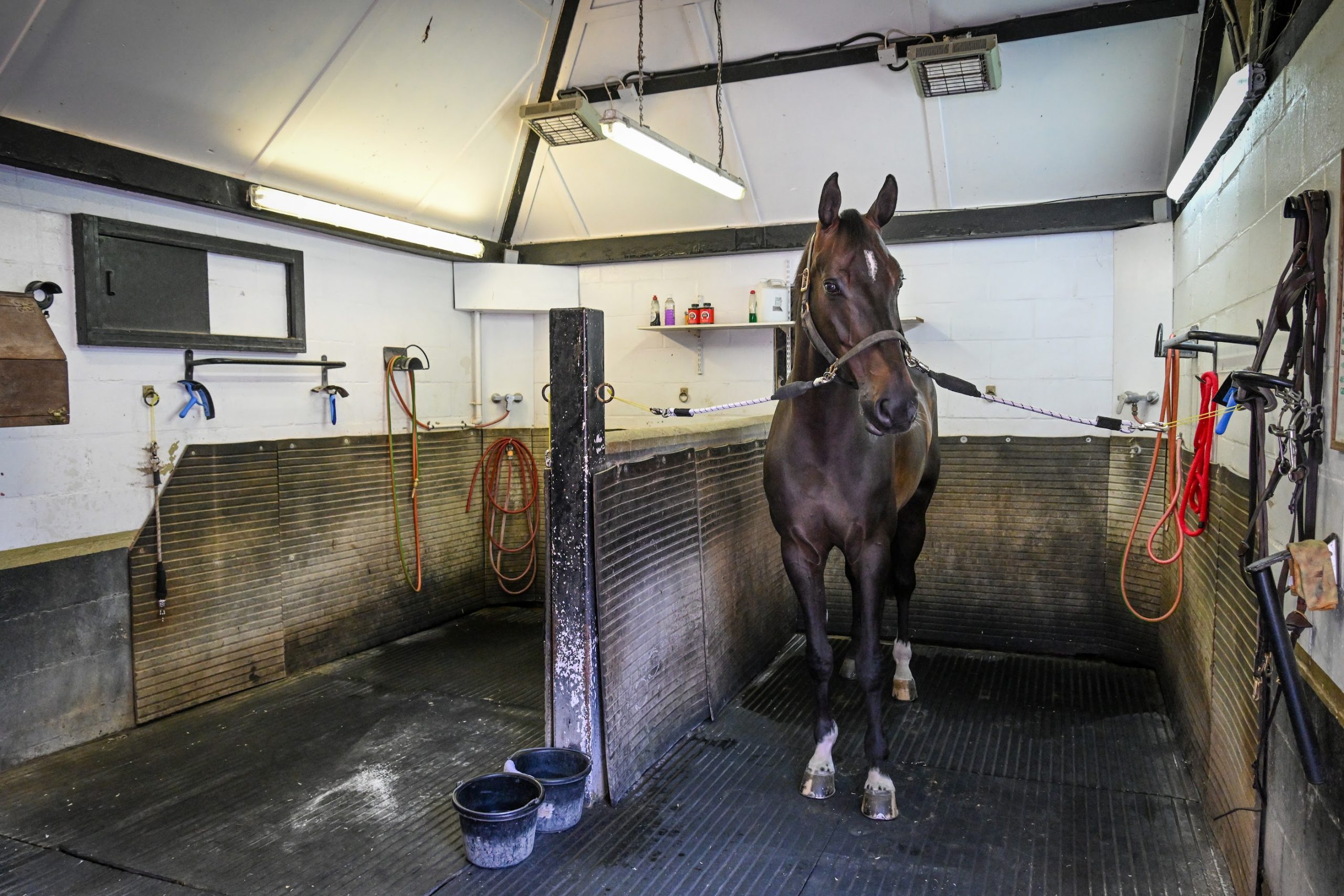 The 10-year-old Imperial HBF is ready for action at Tim Gredley's stables.