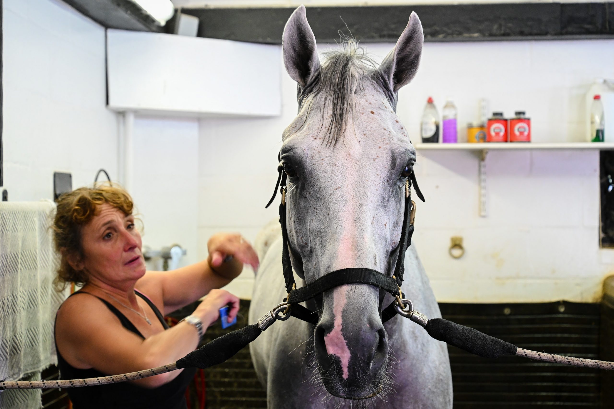 Guestlist being washed-off at Tim Gredley's stables.