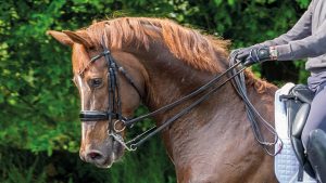 A dressage horse being ridden in a double bridle