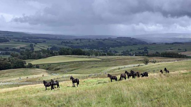 Fell Pony Society Next Generation Group