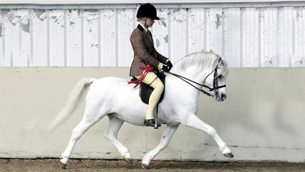 Gartconnel Shooting Star