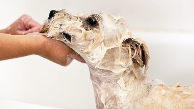 Dog being washed; best shampoo for itchy skin