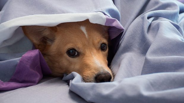 Puppy showing fear, hiding under a duvet