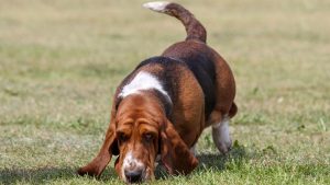 Bassets are among the hound dog breeds