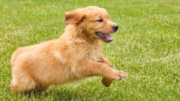 Overexcited puppy that needs to calm down