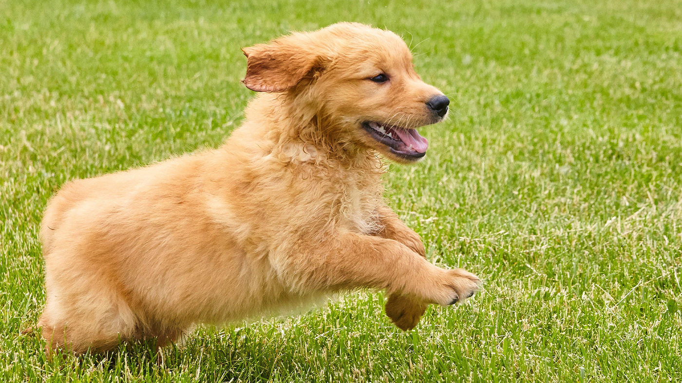 How to calm a puppy down from being overexcited Horse & Hound