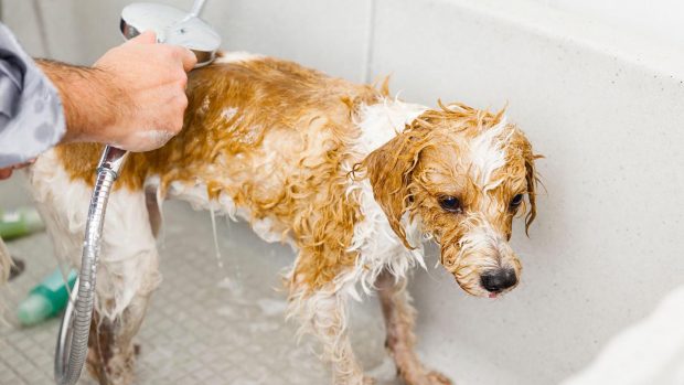 How to wash dog