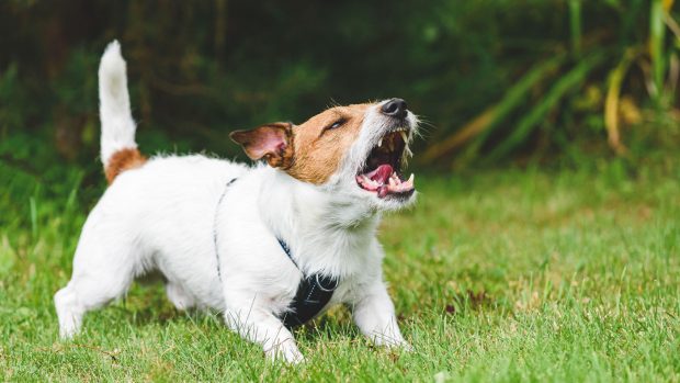 Dog barking at a fence in the garden