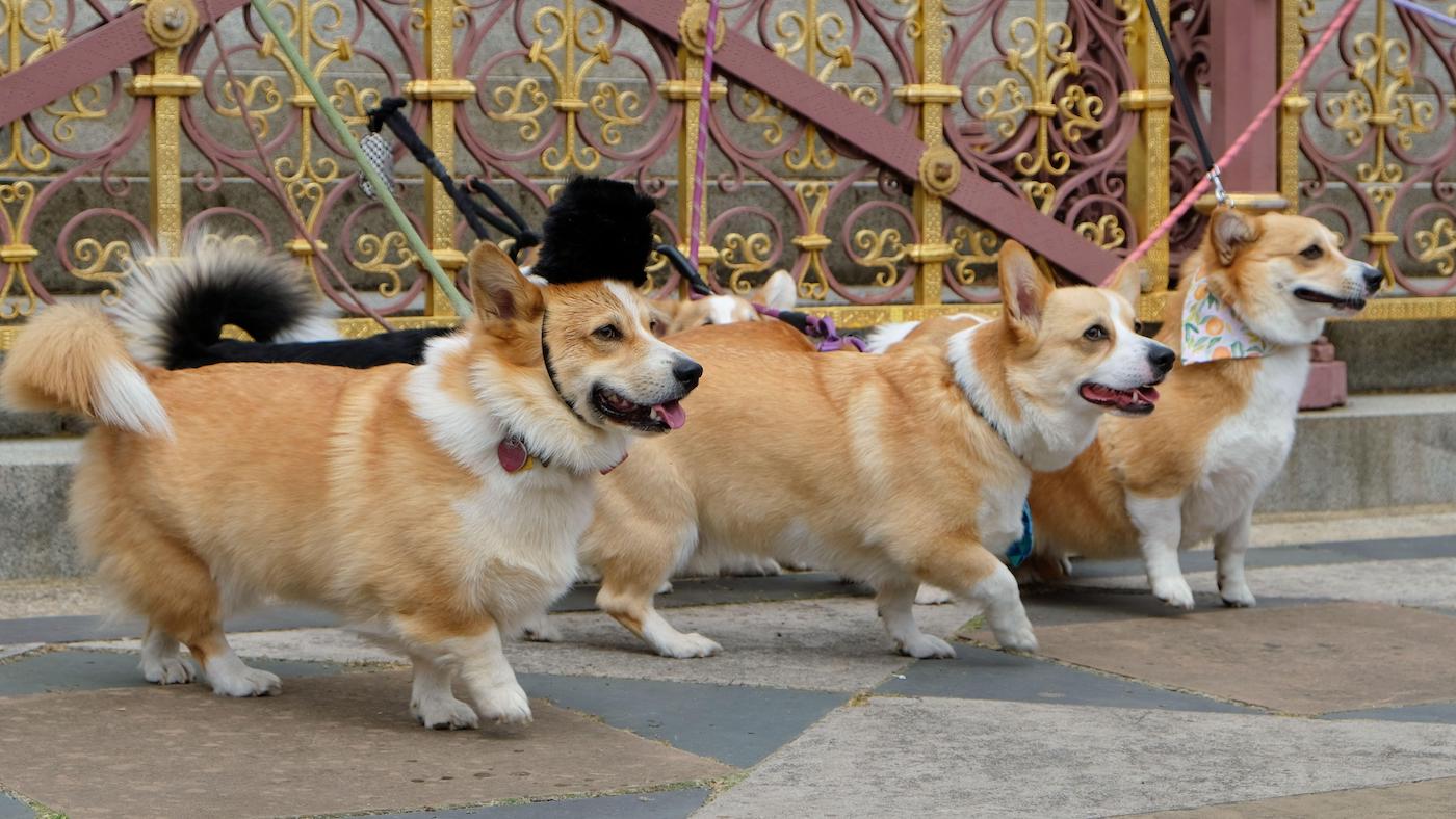 Three corgis: one of the British dog breeds