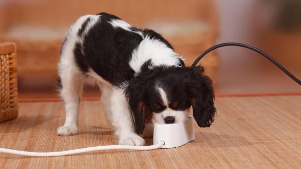 Puppy eating electrical wires: how to dog proof your home