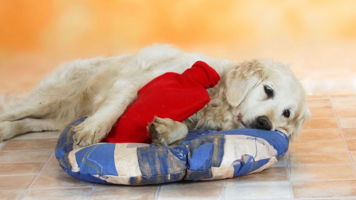 Best hot water bottles for dogs for pups, thin skins, the weak and elderly