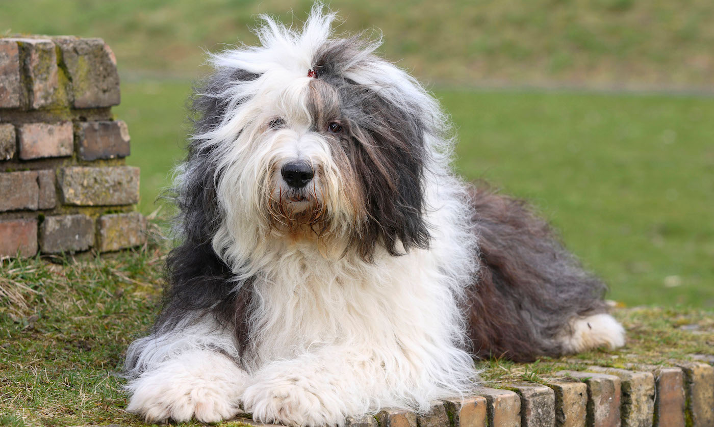 Old English Sheepdog lying down