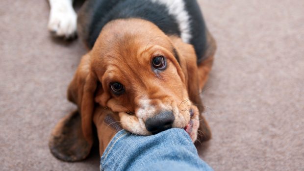 Basset hound puppy biting owner’s leg