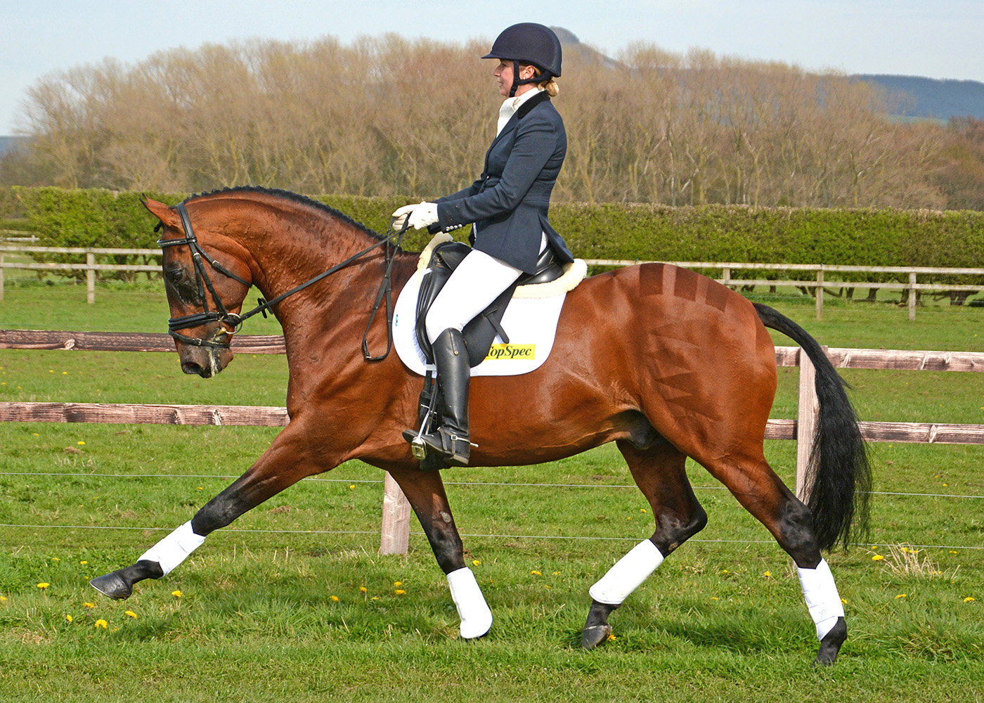 Best stallion Up With The Lark dies elderly 23