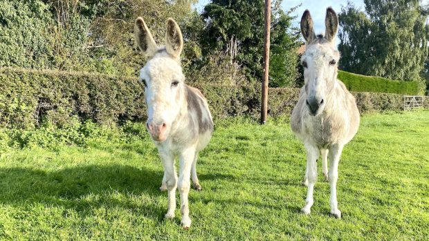 Susan Shears appeal: donkeys Daisy and Dora pictured safe in their new home at The Donkey Sanctuary.