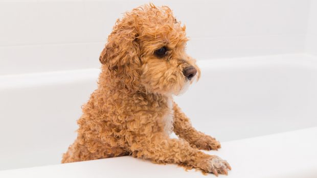 Puppy in a bath