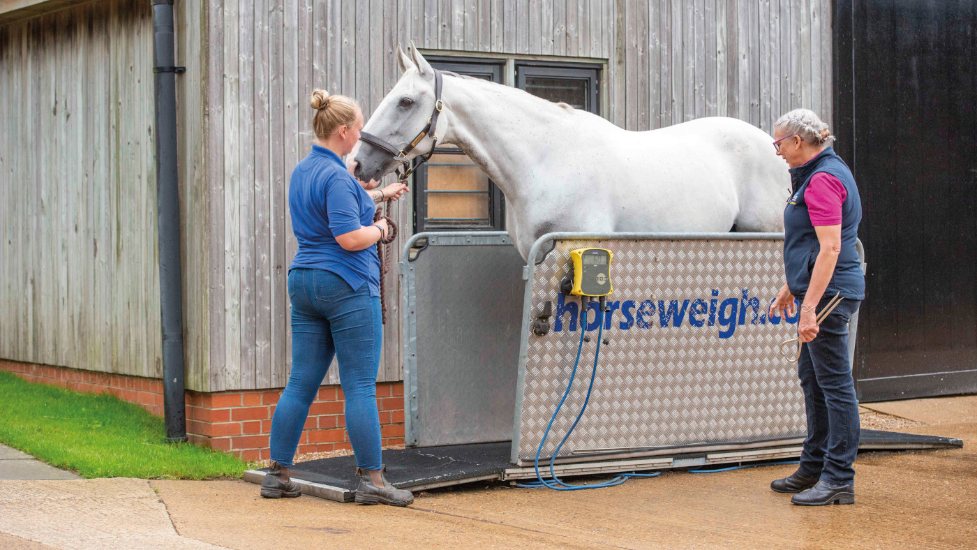 Researchers establish doable reason why obese horses make ‘train-like sound’ when exercised