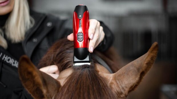 Liveryman horse trimmers