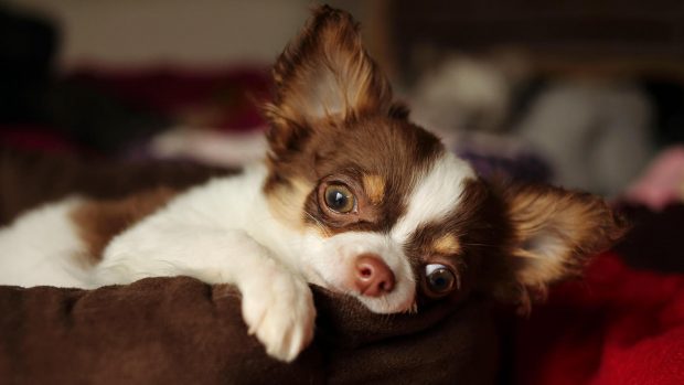 Best dog. bed for small dogs: Chihuahua lying on a bed
