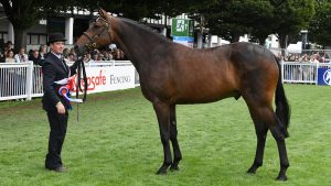 MHS Morning Master, Robert’s current top lightweight ride, in Dublin as a three-year-old.