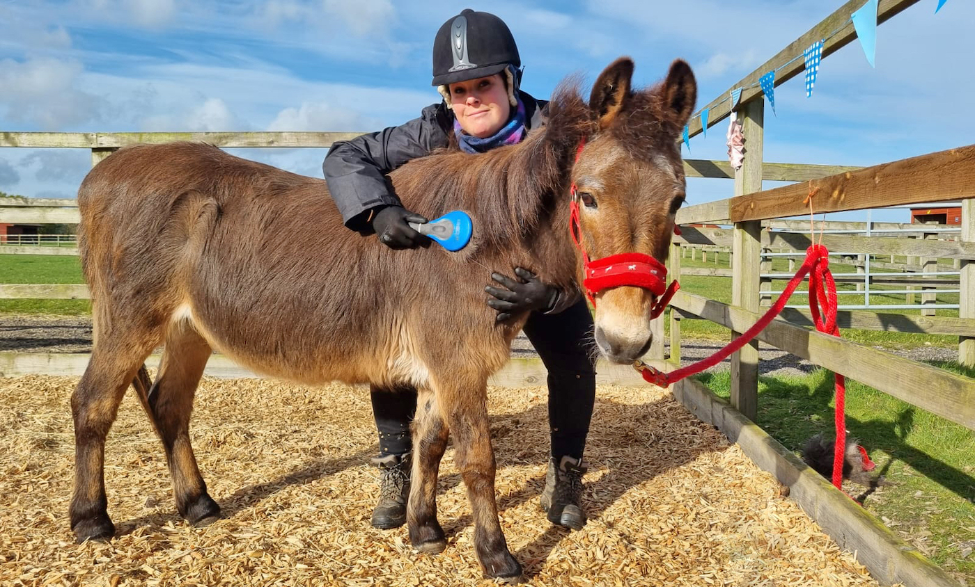 ‘We’ll pass over him extraordinarily’: farewell to celebrity mule rescued from slaughter 36 years in the past