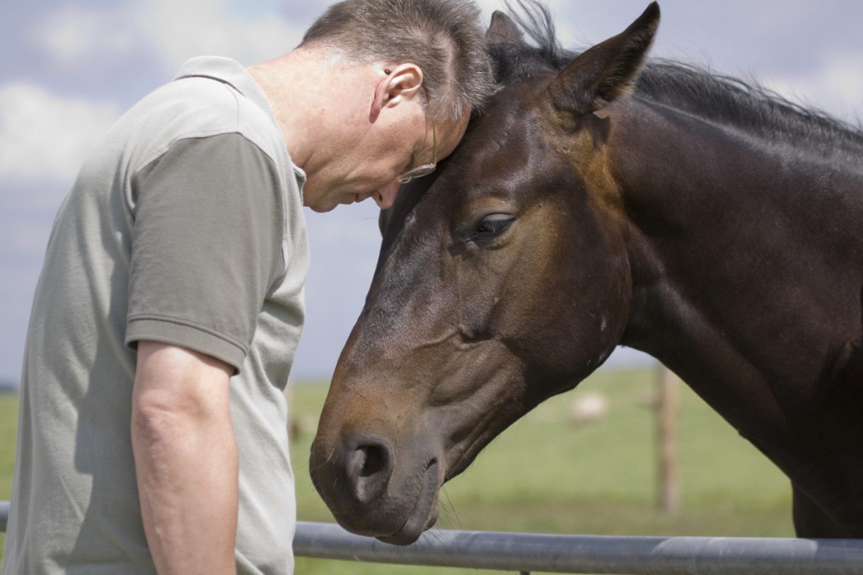 Equine therapy how horses can help with stress, anxiety, and trauma