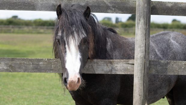 Simmy, pictured at Bransby Horses, was found tied to gates at an industrial estate