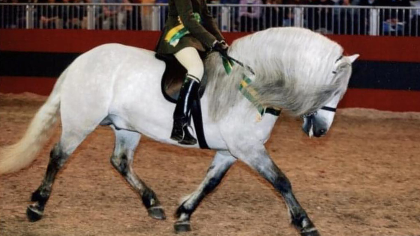 Snowydene at Olympia