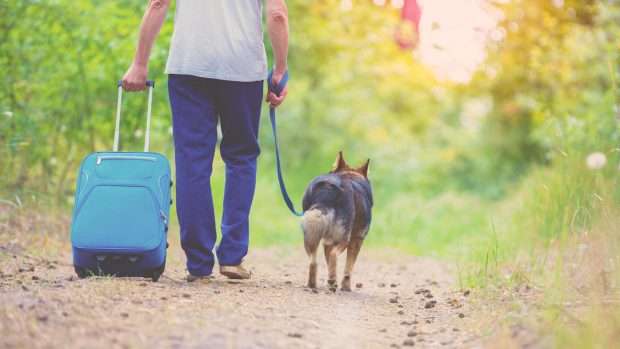The best dog walking bag is not a suitcase