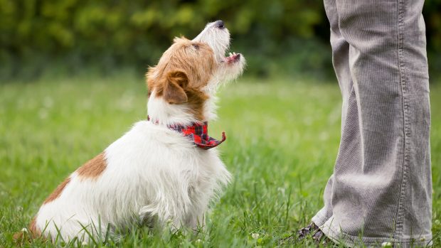 Dog learning how to sit